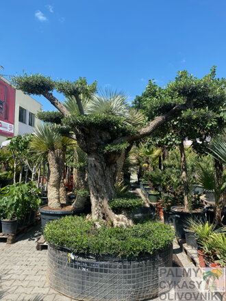 Olivovník európsky Bonsai výška 280-300cm PON PON