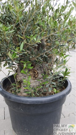 OLIVOVNÍK PREBONSAI LAOS 