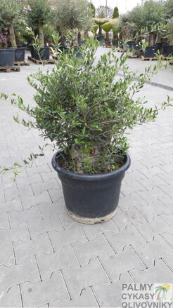 Olivovník európsky Prebonsai Laos 110-130cm