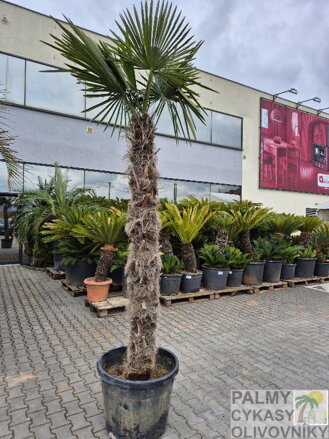 Trachycarpus Fortunei kmeň 200-220cm
