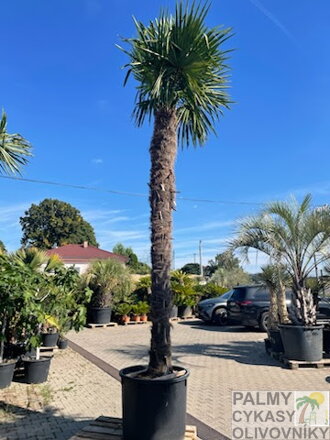 Trachycarpus Fortunei Galícia Lugo hrubé kmene výška 270-330cm