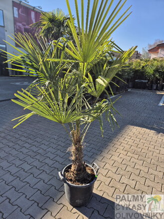 Trachycarpus Fortunei kmeň 30-50cm, 130-170cm výška IT