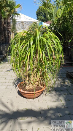 Beaucarnea recurvata výška 90-100cm