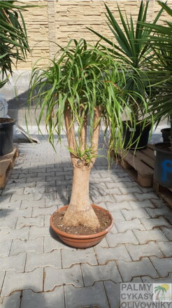 Beaucarnea recurvata výška 140-160cm