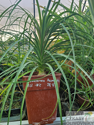 Beaucarnea recurvata semenáč 7Lt.