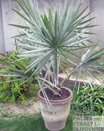 Bismarckia Nobilis 4 ročná 