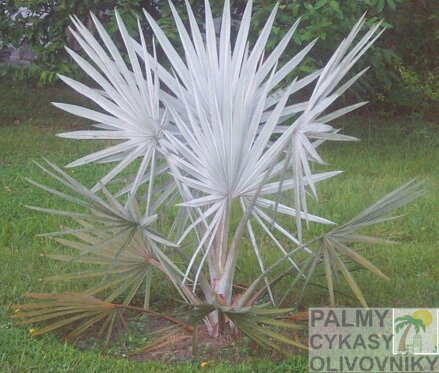 Bismarckia Nobilis 5 ročná 