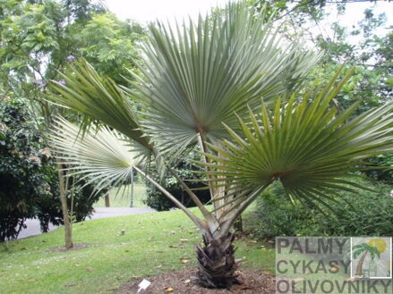 Bismarckia Nobilis park