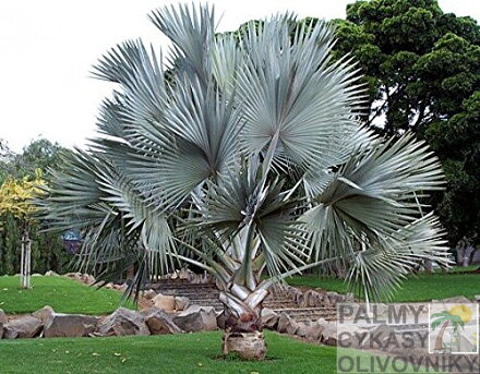 Bismarckia Nobilis park 2