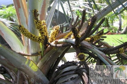 Bismarckia Nobilis - kvety