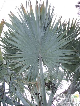 Bismarckia Nobilis - listy