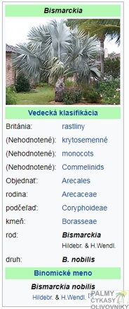Bismarckia Nobilis - parametre