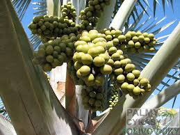 Bismarckia Nobilis - plody 1