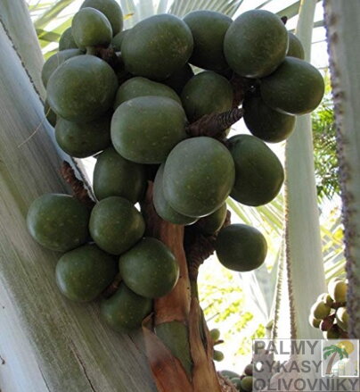 Bismarckia Nobilis - plody 2