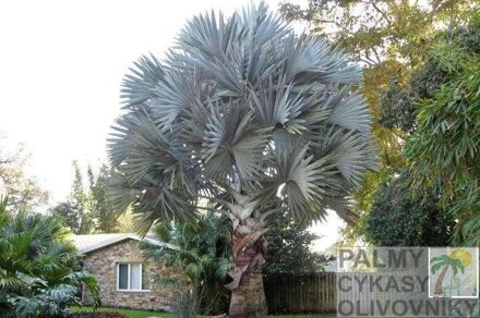 Bismarckia Nobilis - pred domom