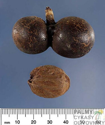 Bismarckia Nobilis - rozmery semena
