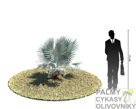Bismarckia Nobilis - rozmery mladej palmy