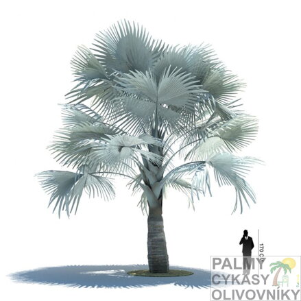 Bismarckia Nobilis - rozmery starej palmy