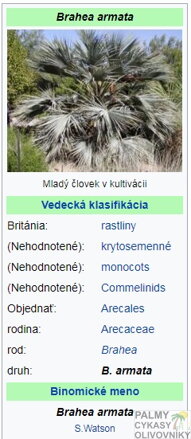 Brahea Armata parametre