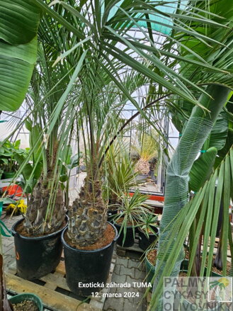 Butia Capitata výška kmeňa 60-70cm