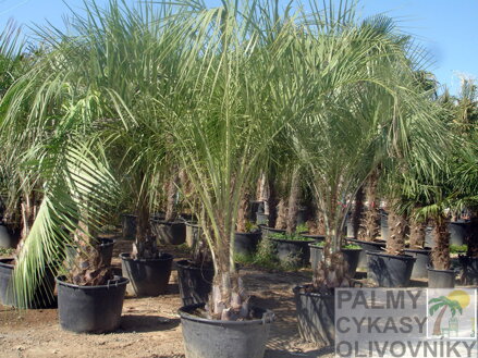 Butia Capitata farma Španielsko
