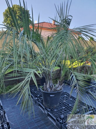 BUTIA CAPITATA - dvojkmeňová