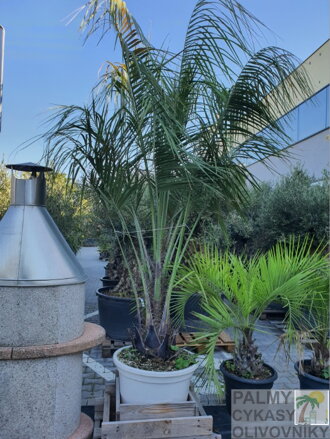 BUTIA CAPITATA 280 cm