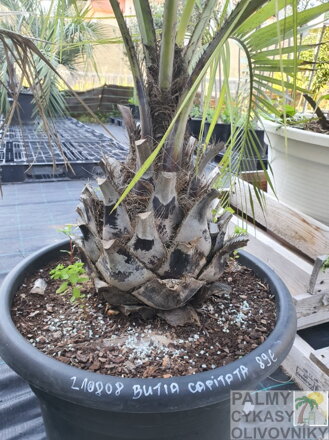 BUTIA CAPITATA - kmeň 