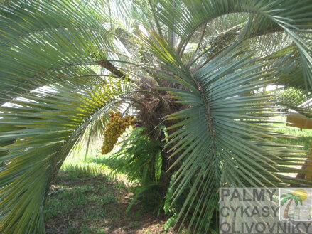 Butia Capitata 17 ročná