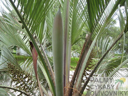 Butia Capitata kvet pred otvorením