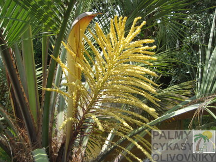 Butia Capitata kvet 1 deň po otvorení