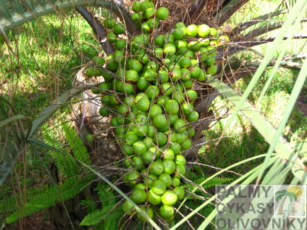Butia Capitata plody pred dozrievaním