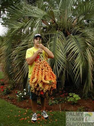 Butia Capitata - plody2