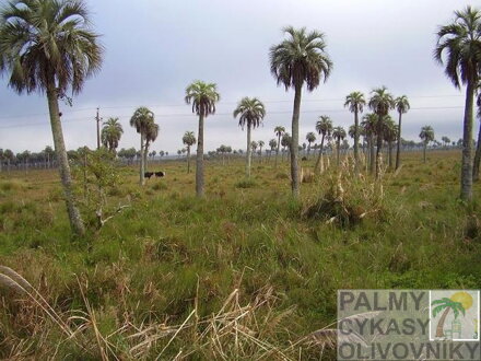 Butia Capitata 400 ročná