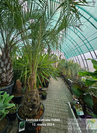 Butia Capitata výška kmeňa 70-80cm