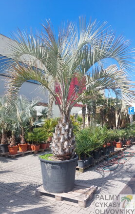 Butia Capitata kmeň 100 - 110 cm