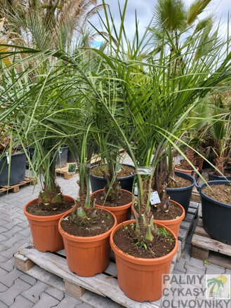 Butia Capitata kmeň 30-40cm