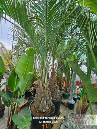 Butia Capitata výška kmeňa 80-90cm