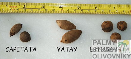 Butia semená