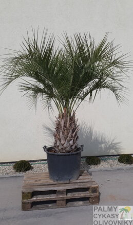 Butia Capitata výška rastliny 220-240cm, kmeň 60-80cm