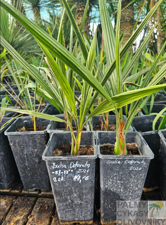 Butia Odorata - semenáč 2Lt.