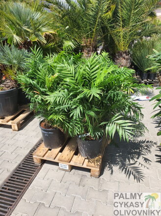 CHAMAEDOREA ELEGANS 90 - 100 cm