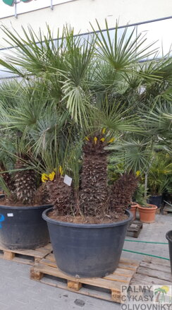 Chamaerops Humilis cerifera 300cm 500L multikmeň 