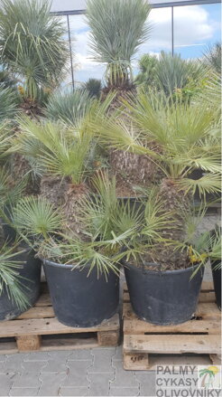 Chamaerops Humilis cerifera výška 130-150cm kmeň 40-60cm