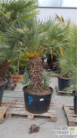 CHAMAEROPS HUMILIS CERIFERA
