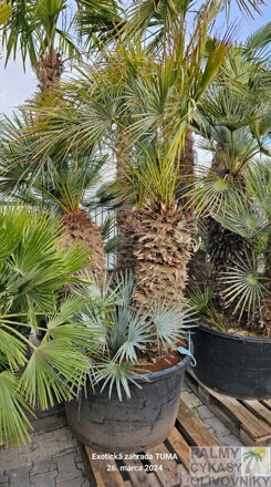 Chamaerops Humilis cerifera výška 220-260cm multikmeň 