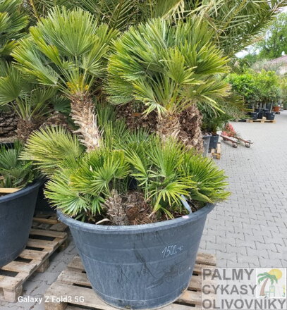 Chamaerops Humilis Vulcano ejemplar 180cm-220cm 500lt