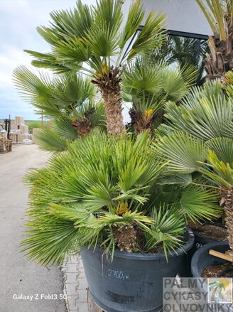 Chamaerops Humilis Vulcano ejemplar 230cm-300cm 500lt