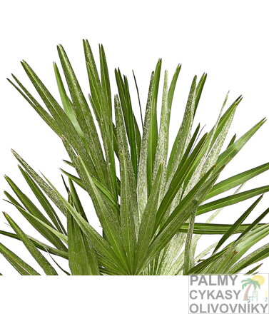 Chamaerops Humilis detail listov