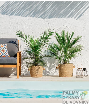 Chamaerops Humilis interier
